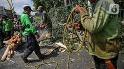 Petugas Suku Dinas Kehutanan Jakarta Timur menebang pohon di sisi jalan raya Bogor, Jakarta, Kamis (9/3/2023). Hal tersebut untuk mengurangi resiko terjadinya bahaya mengingat hujan dan angin kencang yang beberapa kali melanda ibu kota. (Liputan6.com/Faizal Fanani)