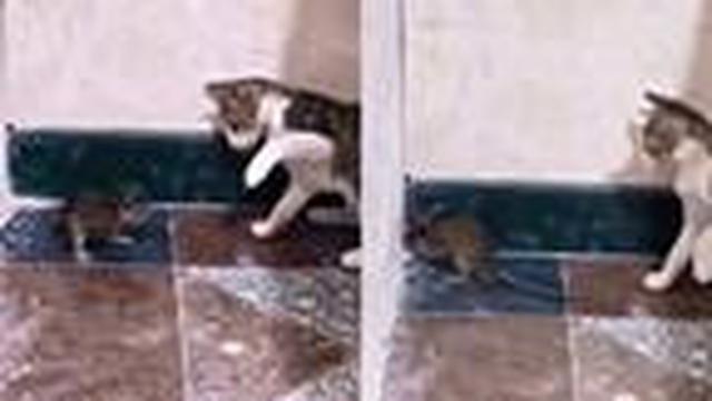 Tingkah lucu seekor kucing saat tengah menghadapi tikus sebagai seteru abadi. (Liputan6.com/Jayadi Supriadin)