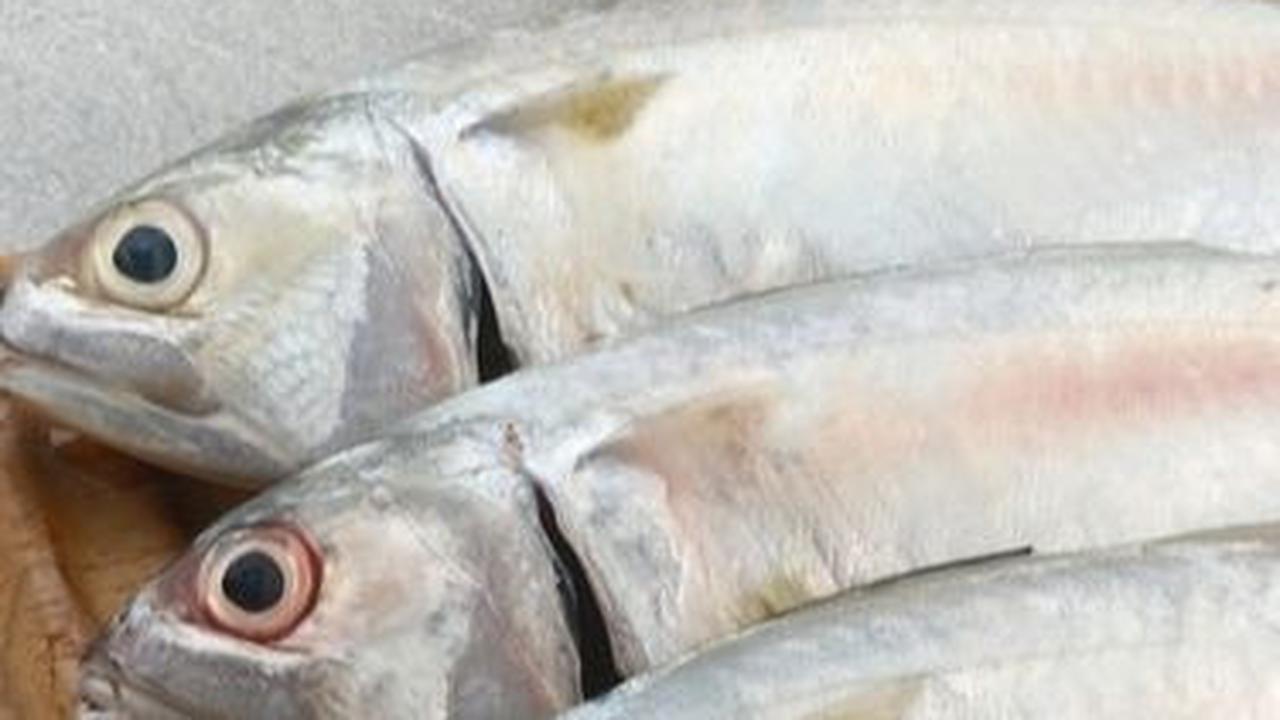 6. Ikan