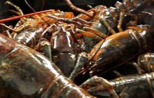 Menteri Trenggono Ingin Indonesia Punya Peran Strategis di Rantai Pasok Lobster Dunia, Begini Langkah Diambil