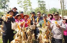 Brimob Polda Jateng Panen Delapan Ton Jagung di Kendal, Perkuat Ketahanan Pangan Nasional