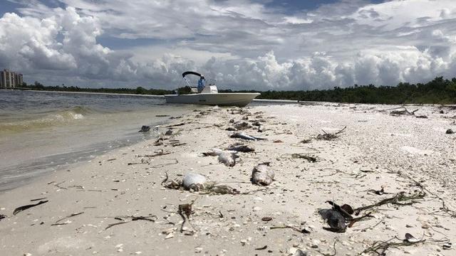 Alga Merah Serbu Pantai Di Florida Pemerintah Tetapkan
