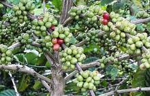 Sejarah Perkebunan Tlogo di Semarang, Perkebunan Kopi Peninggalan Belanda yang Punya Panorama Alam Indah
