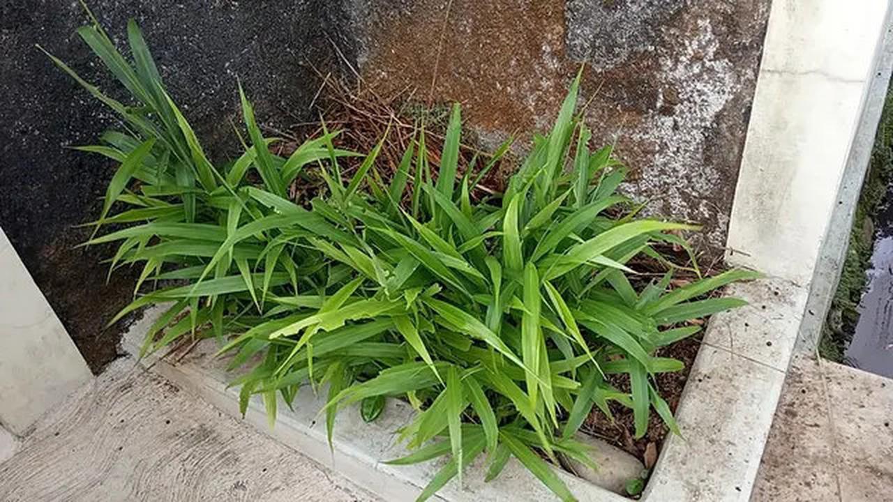 7 Tanaman Obat yang Mudah Ditanam di Halaman Rumah dengan Lahan Kering dan Terbatas