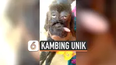 vertical kambing