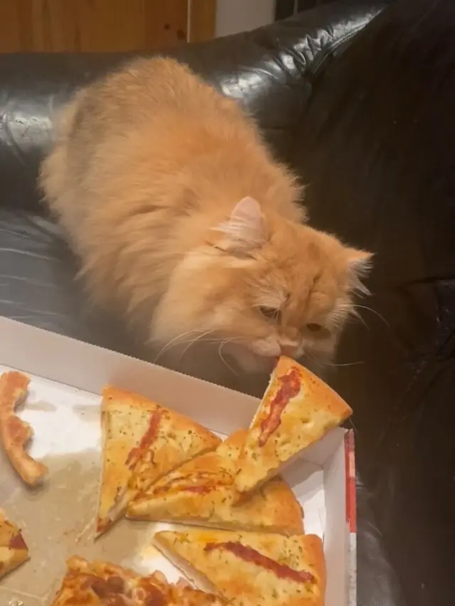 6 Tingkah Absurd Kucing saat Curi Makanan, Bikin Tepuk Jidat