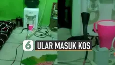 Selalu rutin bersihkan kamar kamu ya Guys, supaya hal serupa tak terjadi.