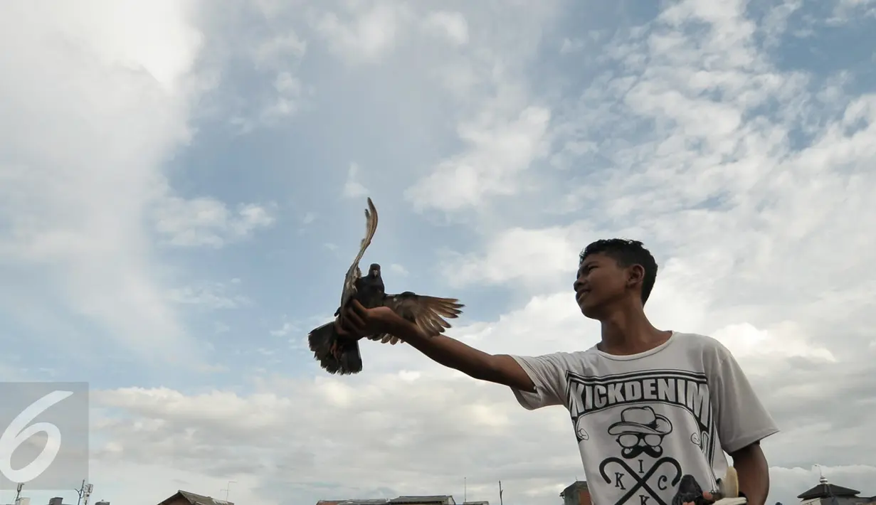 Seorang anak bermain burung merpati di pinggiran proyek normalisasi kali Ciliwung, Jakarta, Jumat (13/1). Menghabiskan waktu sore, sejumlah anak-anak bermain burung merpati di kawasan Bukit Duri. (Liputan6.com/Yoppy Renato)