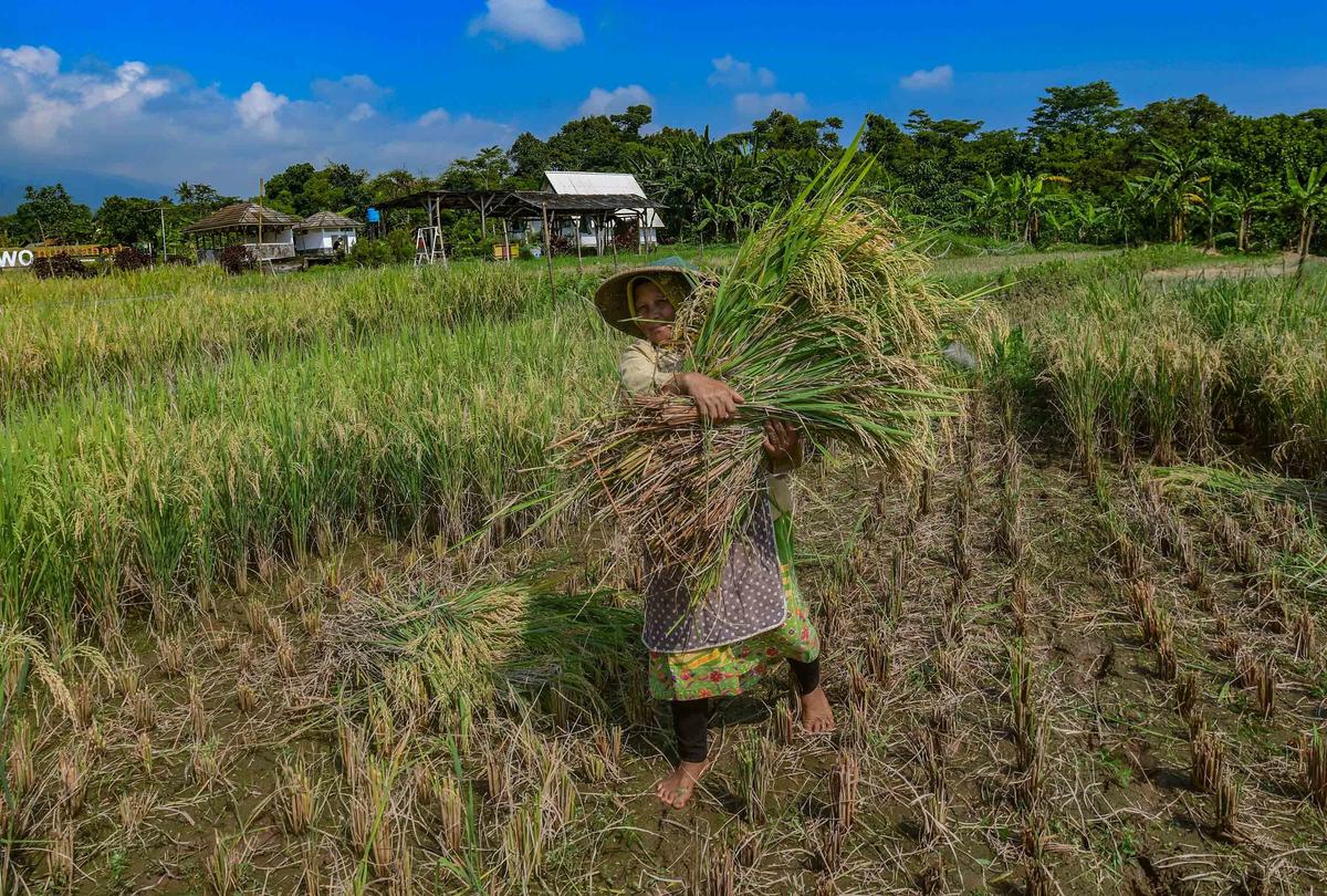 FOTO: Serapan Gabah Bulog Meningkat Perkuat Ketahanan Pangan Nasional