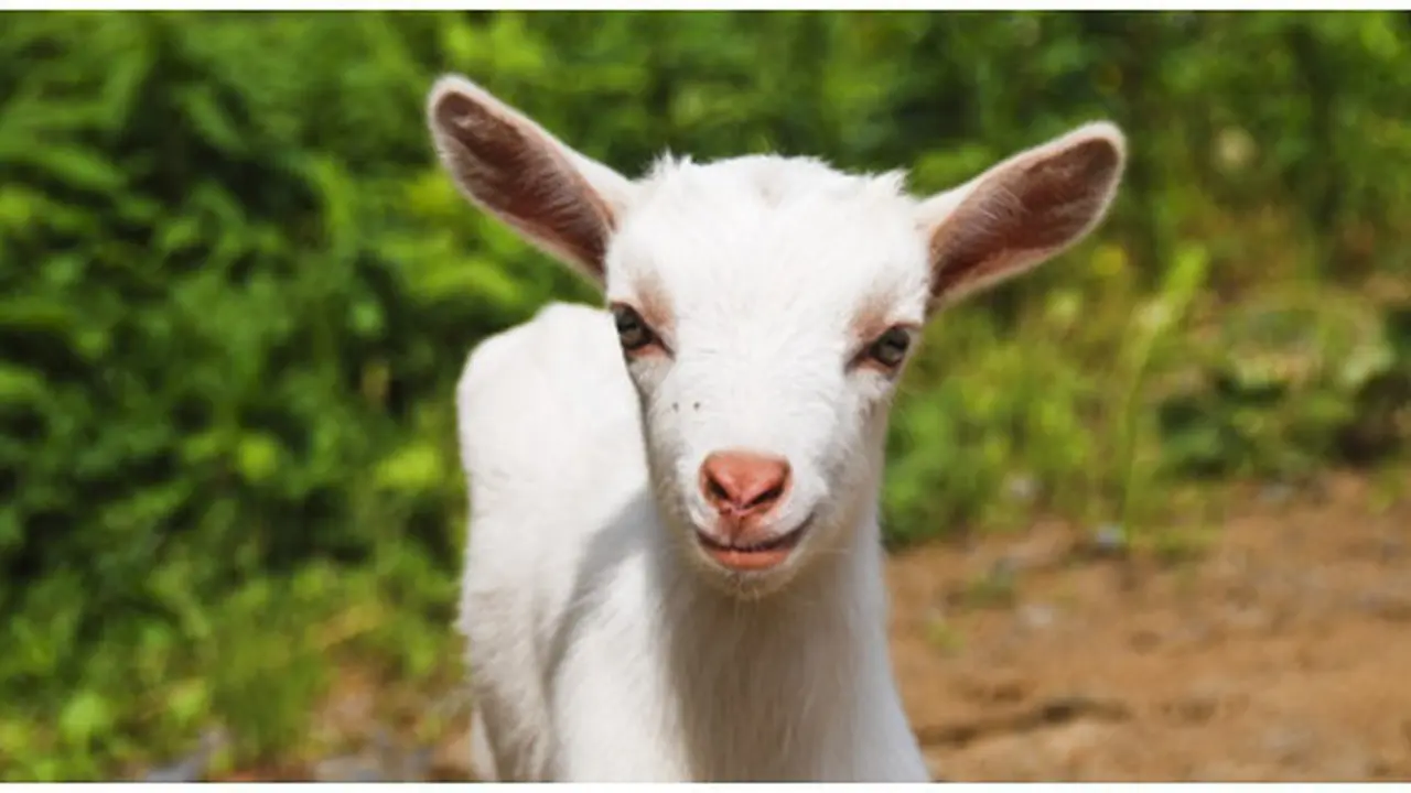 Photo: Copyright shutterstock.com