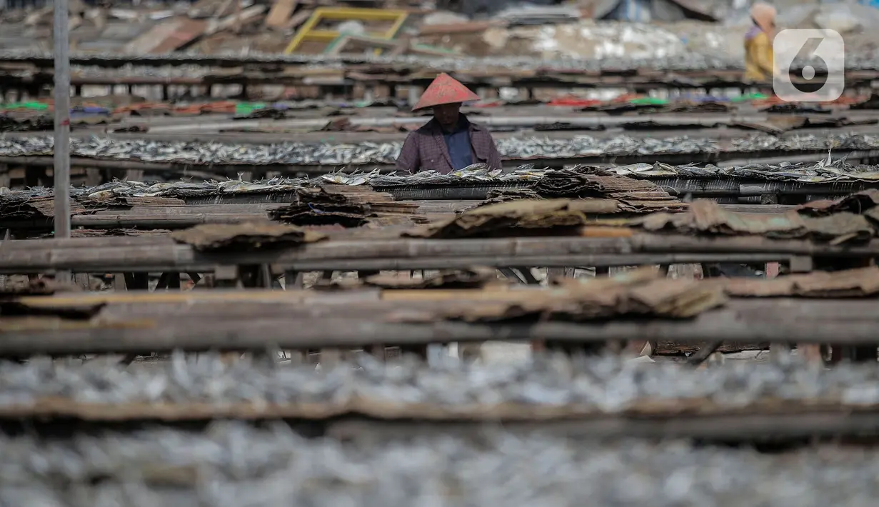 Pekerja saat menjemur ikan di kawasan Kampung Nelayan Muara Angke, Penjaringan, Jakarta Utara, Selasa (29/9/2020). Harganya pun, mahal atau murah tergantung dengan jenis ikan yang dibutuhkan masyarakat. (Liputan6.com/Johan Tallo)