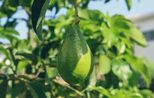 7 Cara Menanam Alpukat dengan Perawatan Minimal tapi Hasil Panen Tetap Maksimal