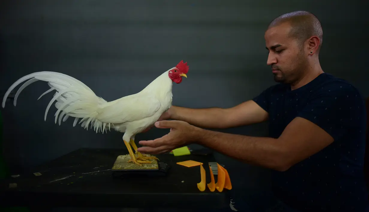 Dewan juri Xavier Guevares menimbang ayam yang akan bertarung di klub sabung ayam Campanillas, Toa Baja, Puerto Rico, Rabu (18/12/2019). Lebih dari satu juta orang menghadiri pertarungan sabung ayam setiap tahunnya. (AP Photo/Carlos Giusti)