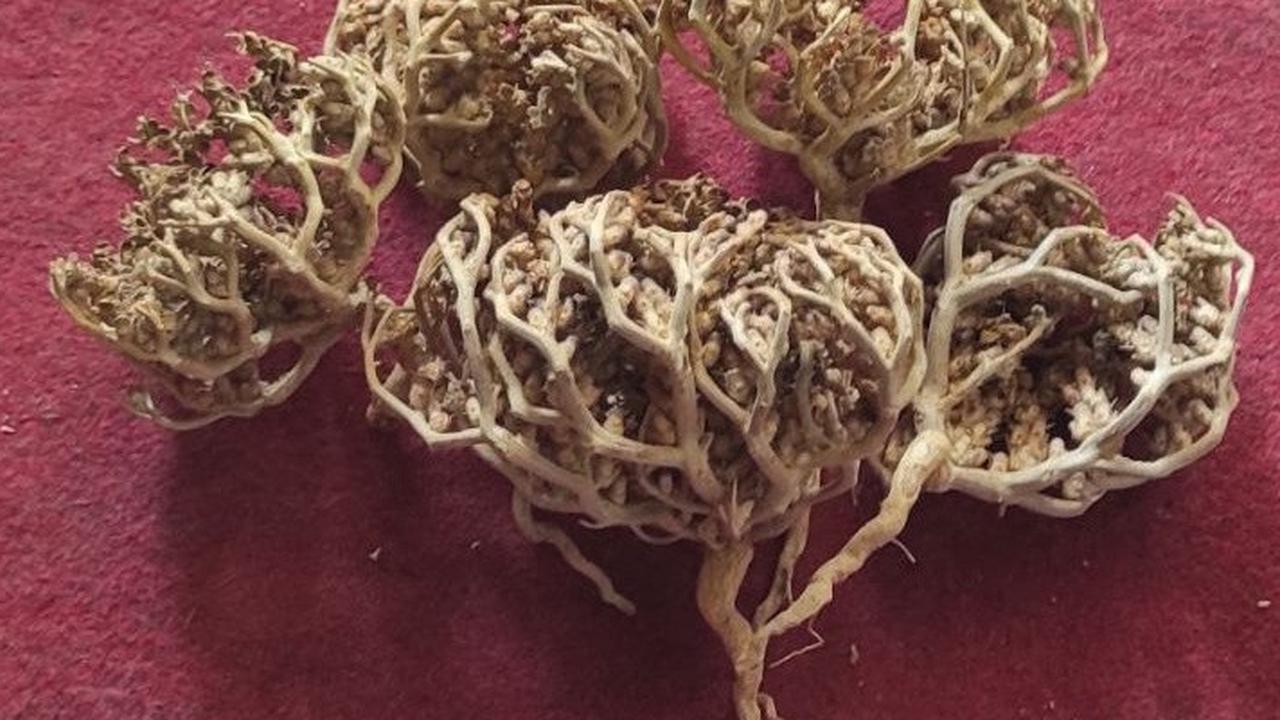 Bukan untuk Orang Hamil, Ini 7 Manfaat Rumput Fatimah untuk Kesehatan Wanita