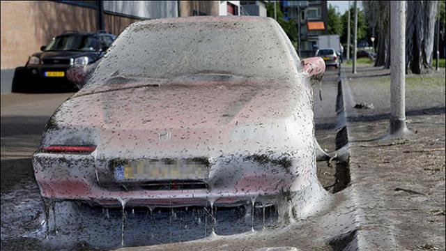 7 Serangan Serangga Paling Menakutkan
