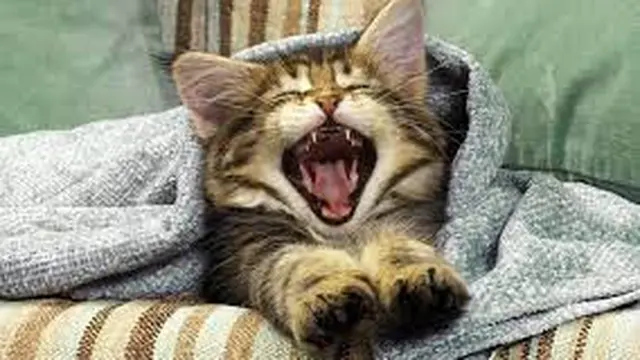 6 Ekspresi Kucing Menguap Ngantuk Ini Bikin Gemas Lihatnya