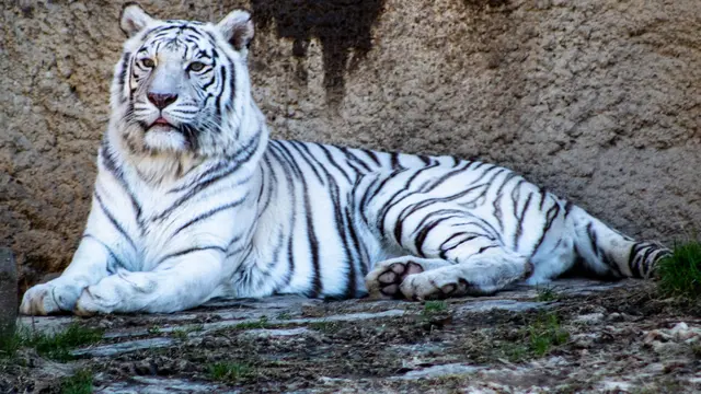 Arti Mimpi Melihat Harimau Putih