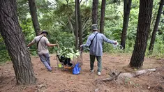 Petugas Badan pelestarian alam Indonesia (BKSDA) membawa owa hitam di dalam kandang sebelum dilepasliarkan ke alam liar di hutan Jantho, provinsi Aceh (26/8/2021). (AFP/Chaideer Mahyuddin)
