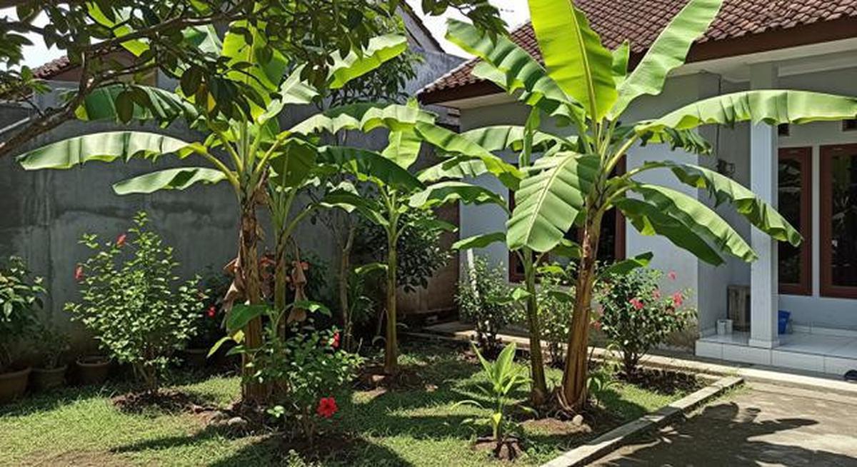 7 Jenis Pohon Pisang Pendek untuk Lahan Terbatas, Bisa Bikin Teduh dan Mempercantik Rumah