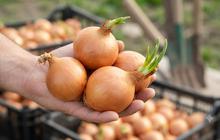 6 Cara Menanam Bawang Bombay dari Bagian Pangkal yang Masih Bertunas