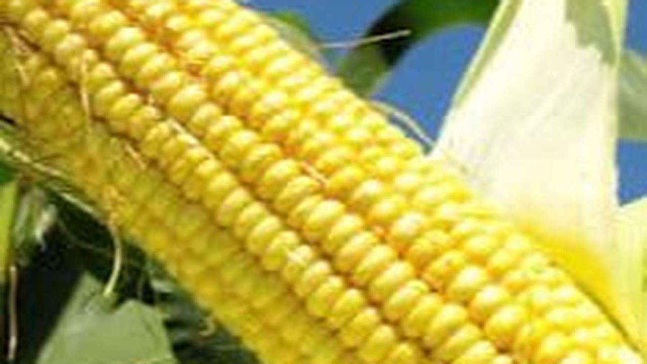 9. Jagung<br>