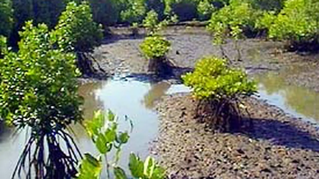 260706bhutan-bakau.jpg