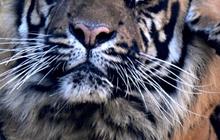 FOTO: Lucunya Kala, Bayi Harimau Sumatera yang Lahir di Kebun Binatang Roma