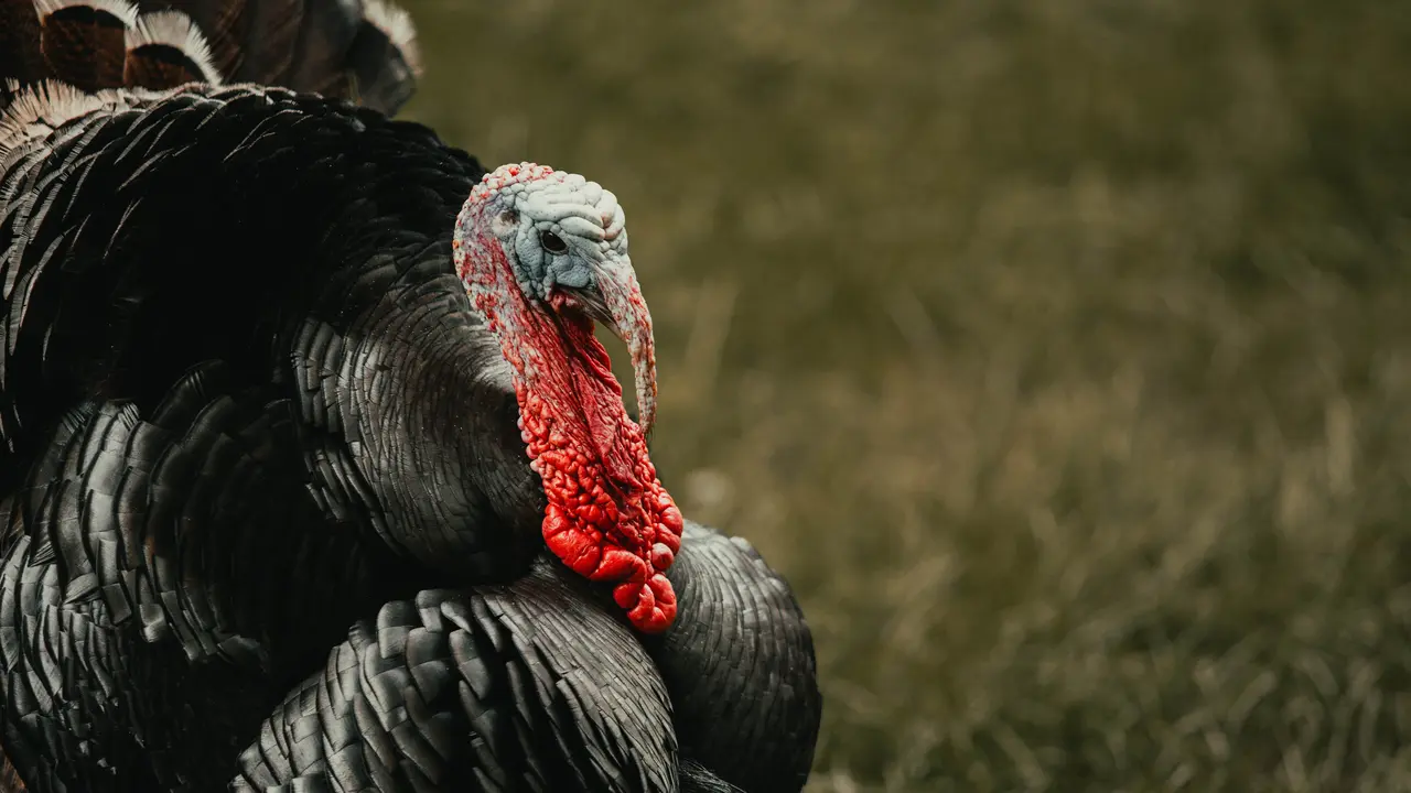 Sekelompok Burung Kalkun Dihukum Mati karena Patahkan Pinggul Lelaki