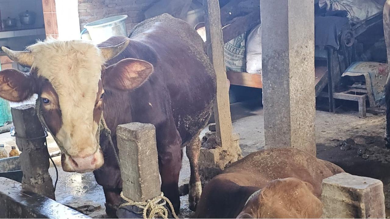 PDI Perjuangan Jatim Salurkan 403 Sapi Kurban