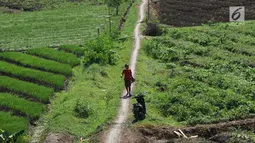 Petani berjalan di sisi lahan pertanian garapan di Gentong, Wanasari, Kab Brebes, Jawa Tengah, Sabtu (23/12). Petani mengeluhkan harga bawang merah yang sedang turun karena kualitas yang jelek akibat pengaruh cuaca. (Liputan6.com/Helmi Fithriansyah)