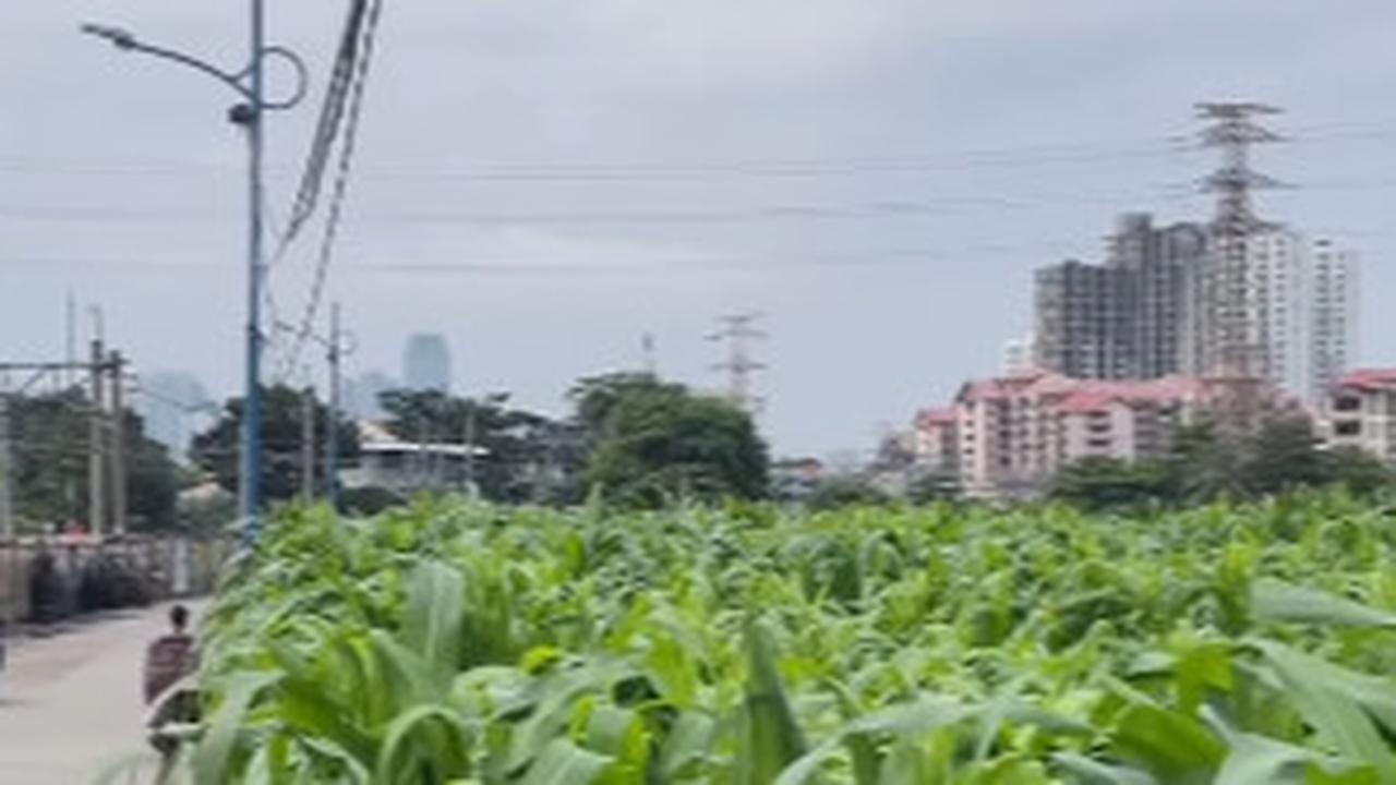 Ternyata di Balik Padatnya Gedung Beton di Jakarta Pusat Masih Ada Kebun Jagung, ini Potretnya Serasa Ada di Pedesaan