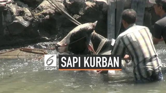 Seekor sapi kaget dan melompat ke sungai saat akan dibawa untuk kurban di Musala At-Taqwa di Simarang. Sapi melompat dari mobil yang membawanya karena kaget sejumlah anak berteriak. Petugas Damkar dan warga butuh waktu 3 jam mengevakuasi sapi.