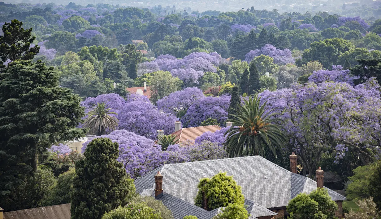 Pohon jacaranda yang mekar terlihat di Johannesburg,  Afrika Selatan pada  20 Oktober 2022. Di Afrika Selatan, Jacaranda mekar pada akhir bulan September hingga pertengahan November setiap tahun di Afrika Selatan. (Photo by Michele Spatari / AFP)