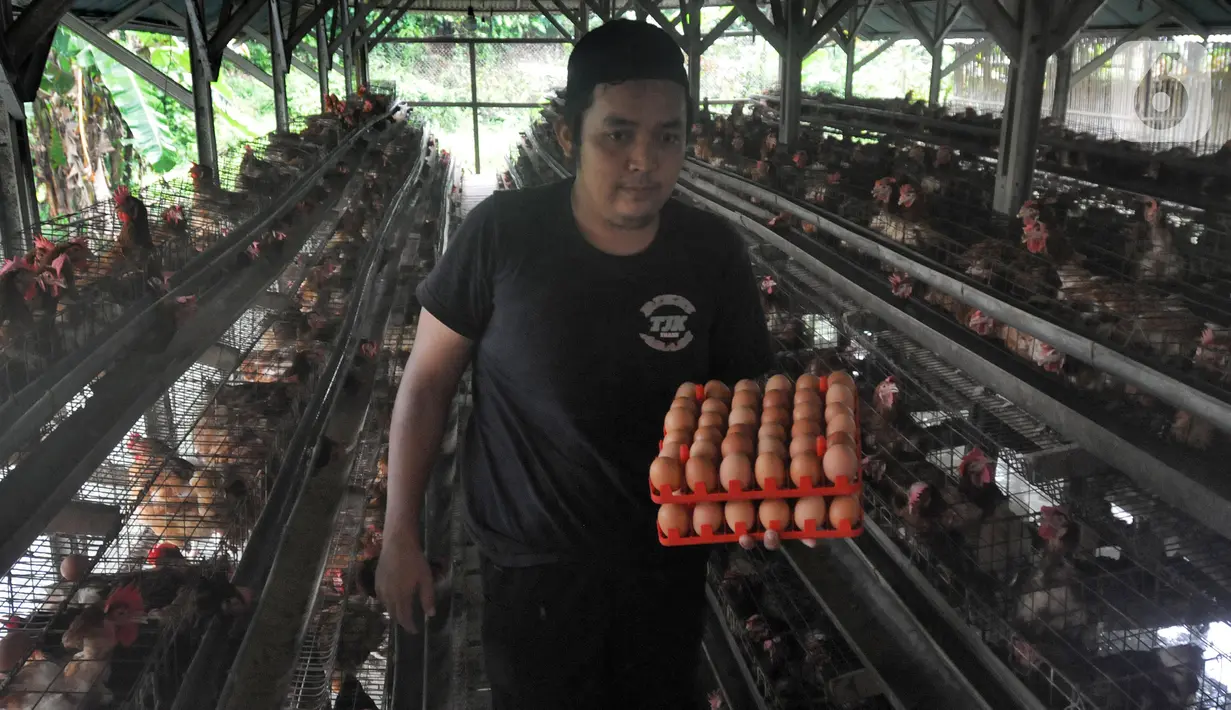 Pekerja membawa telur ayam yang baru dipanen di salah satu peternakan kawasan Pengasinan, Bogor, Selasa (28/12/2021). Menurut peternak setempat, dua hari terakhir harga telur ayam ras di tingkat peternak mulai mengalami penurunan dari Rp30 ribu menjadi Rp28 per kilogram. (merdeka.com/Arie Basuki)