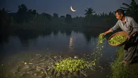 5 Cara Membuat Pakan Lele dari Dedaunan, Hemat Biaya Pakan Lele hingga 30%