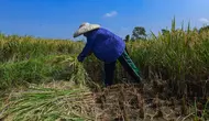 Target 4 Juta Ton Capai September, Bos Bulog Garansi Tetap Borong Beras Petani