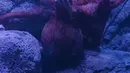 Giant Pacific Octopus saat dipamerkan di Jakarta Aquarium dan Safari, Jakarta, Rabu (27/1/2021). Gurita Raksasa Giant Pacific Octopus (Enteroctopus Dofleini) berasal dari perairan Pasifik Utara yang membentang dari California sampai ke Jepang dan Korea. (merdeka.com/Imam Buhori)