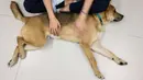 Asisten manajer Tai Po Homing Center Eva Sit bermain dengan "Sidney" di pusat penampungan Hong Kong Dog Rescue (HKDR) di Hong Kong, 14 April 2020. Sejak pandemi Covid-19, kelompok kesejahteraan hewan HKDR berusaha berjuang lantaran semua acara penggalangan dana dibatalkan. (Anthony WALLACE/AFP)
