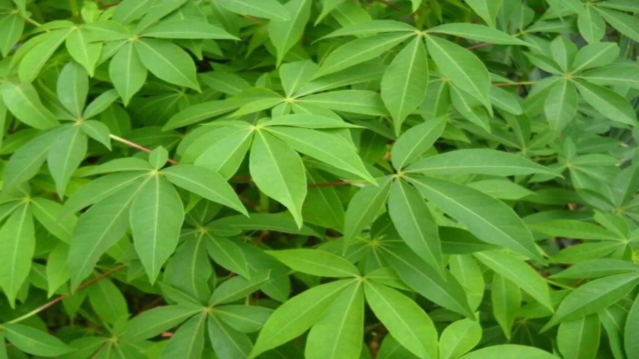Ketahui Manfaat Kesehatan Daun Singkong Buat Tubuh, Kaya Kandungan Nutrisi dan Protein