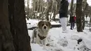 Seekor anjing terlihat saat berjalan bersama seorang pria di atas salju di sebuah taman di Teheran utara, Iran, Jumat (25/12/2020). Iran berjuang melawan virus corona sangat terhambat oleh sanksi AS yang dijatuhkan pemerintahan Donald Trump. (AP Photo/Vahid Salemi)