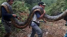 Sepasang ular piton yang sedang kawin ditemukan warga di dalam batang pohon.
