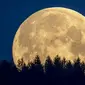 Bulan purnama terlihat di wilayah Taunus, Frankfurt, Jerman, Kamis (7/5/2020). Fenomena supermoon atau di belahan Bumi lain disebut flower moon ini merupakan yang terakhir di tahun 2020. (AP Photo/Michael Probst)