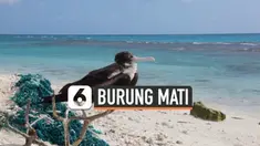 Midway Atoll, sebuah pulau khusus yang dipenuhi banyak spesies burung laut langka yang berada di Kepulauan Hawaii, Amerika Serikat. Salah satunya, elang laut terbesar di dunia. Namun sayang, keberadaan burung-burung tersebut terancam punah karena sam...