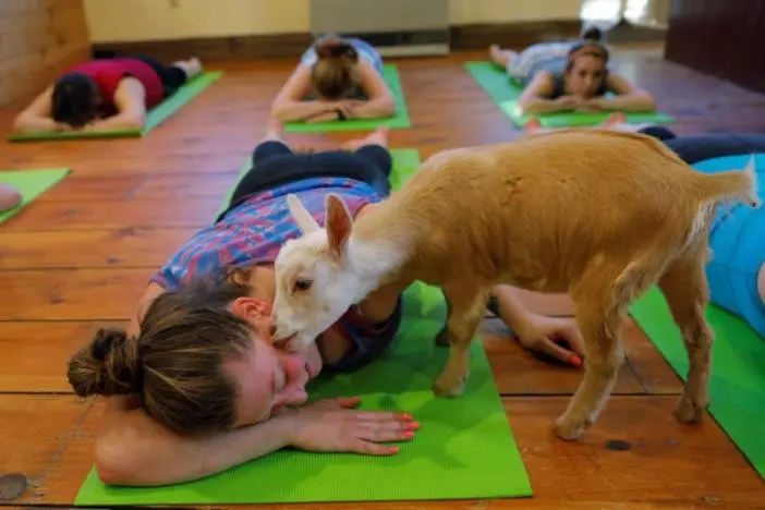 Bagaimana bila Anda ditemani oleh seekor kambing, yang akan melompat ke punggung saat sesi yoga berlangsung? (Reuters/Brian Snyder)