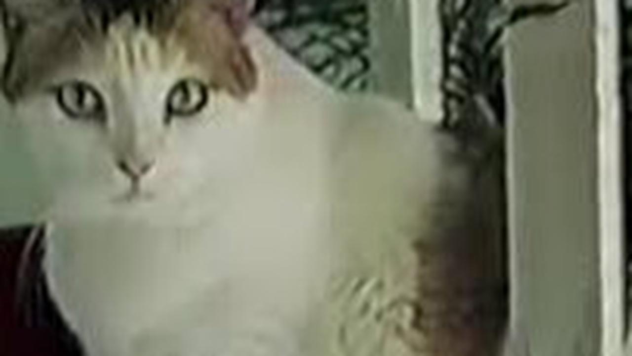 Kucing Tertua di Dunia