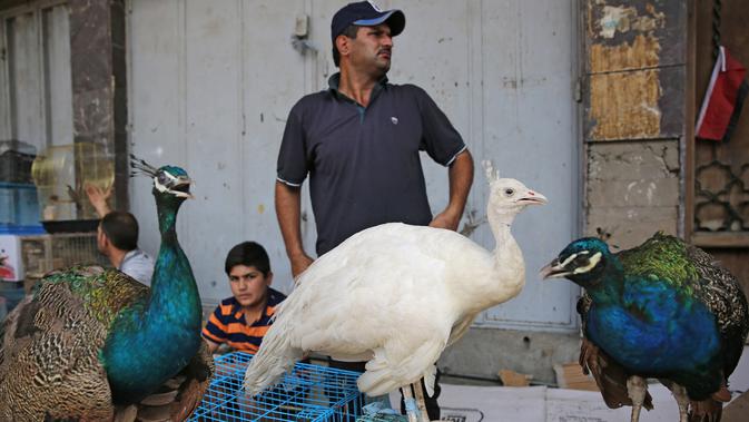 Seorang pedagang Irak menjual burung merak di pasar hewan peliharaan al-Ghazal di ibukota Irak, Baghdad (11/10/2019). Pasar hewan peliharaan yang berada di kota Baghdad ini telah ada sejak tahun 1950-an. (AFP Photo/Ahmad Al-Rubaye)