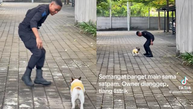 Pinat, French Bulldog Bali yang Viral