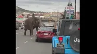 Gajah kabur dari sirkus dan masuk jalan raya di Montana. (dok. BRITTANY MCGINNIS)