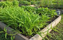 7 Tips Menanam Kangkung agar Subur dan Cepat Panen di Musim Hujan