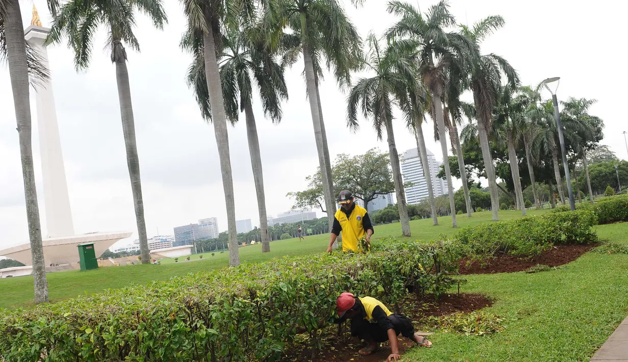 Petugas membersihkan taman di kawasan Monas, Jakarta, Rabu (23/1). Penataan ulang sejumlah taman di kawasan Monas untuk mempercantik kawasan tersebut. (Liputan6.com/Herman Zakharia)